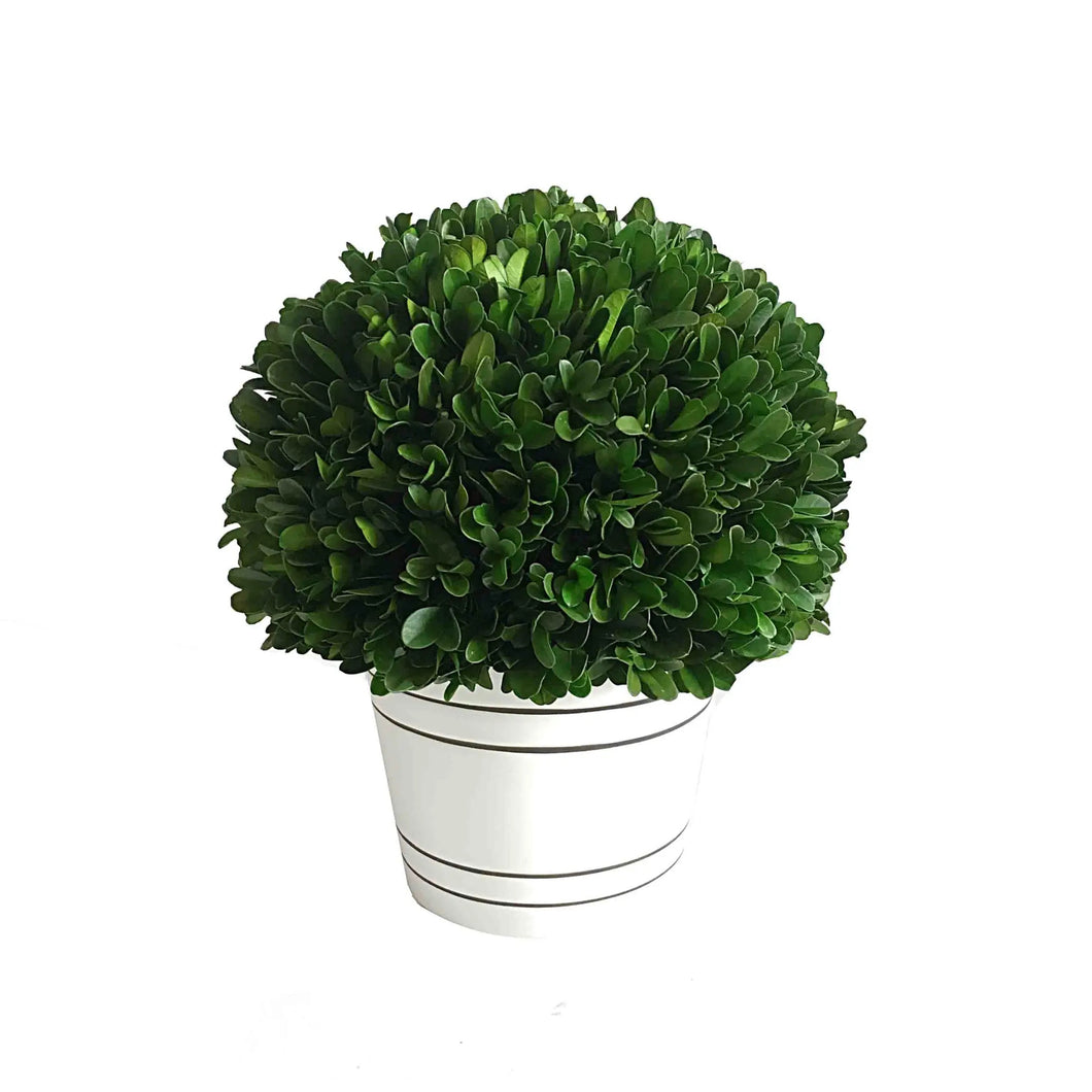 Boxwood Ball W/White Pot