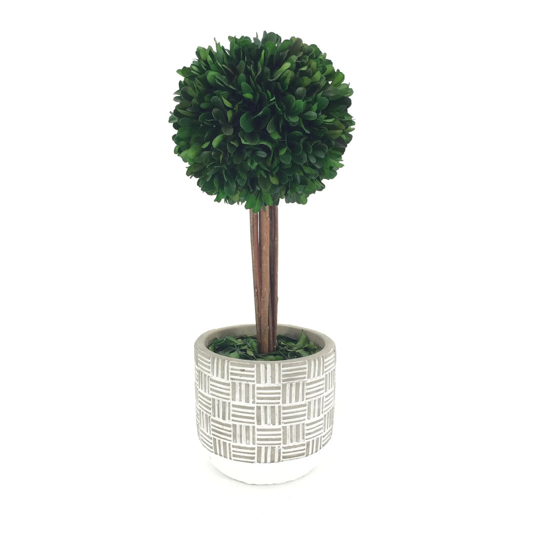 Boxwood Ball W/Pot