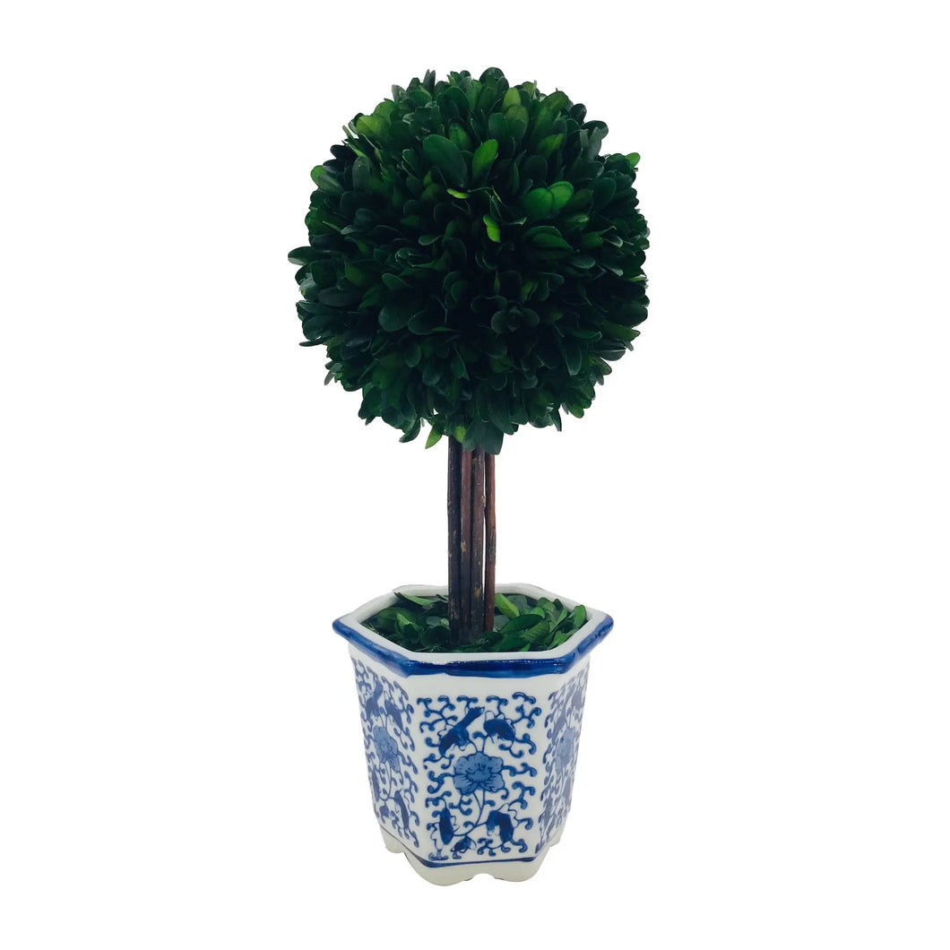 Boxwood Ball Topiary Tree in Ceramic Pot