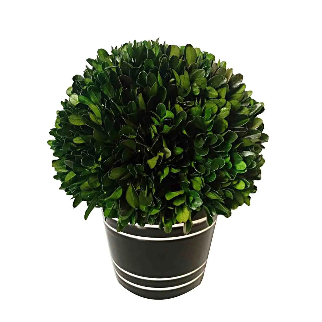 Boxwood Ball W/Black Pot