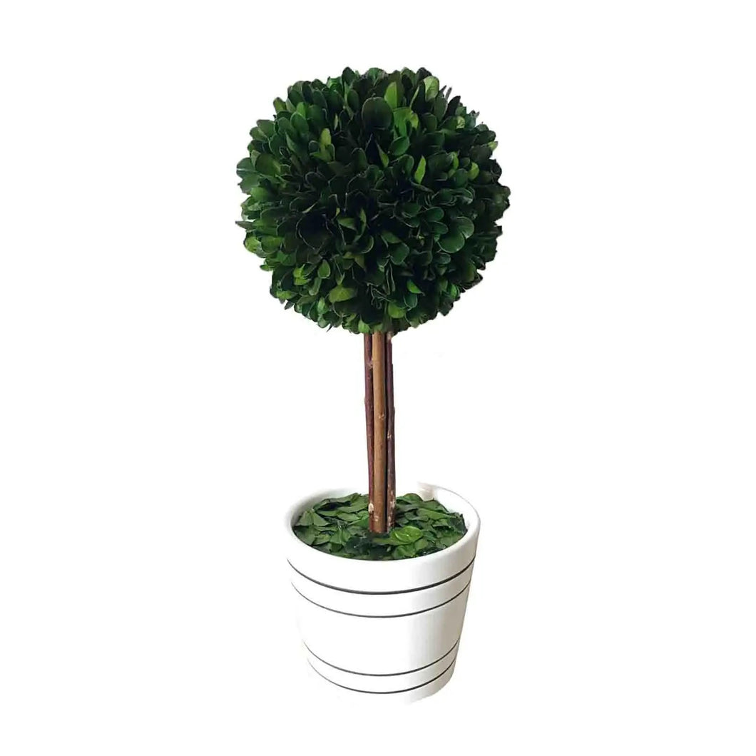 Boxwood Ball W/White Pot