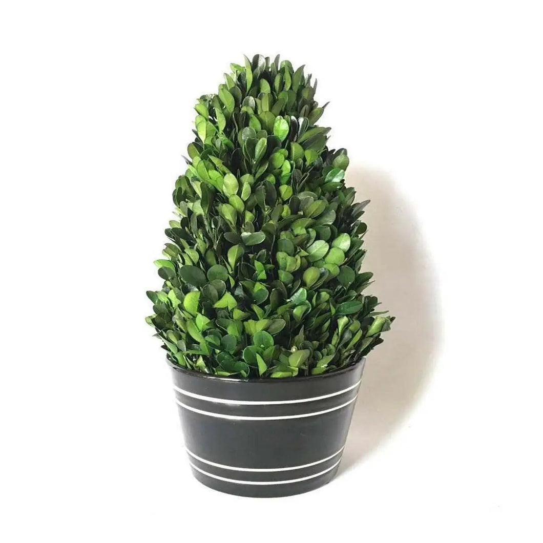 Boxwood Tower W/Black Pot