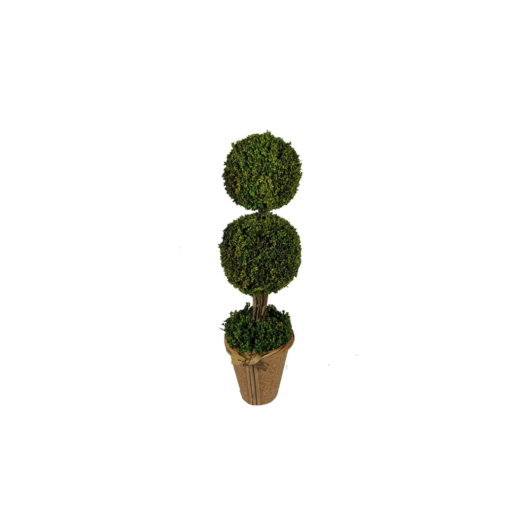 Boxwood Topiary In Pot